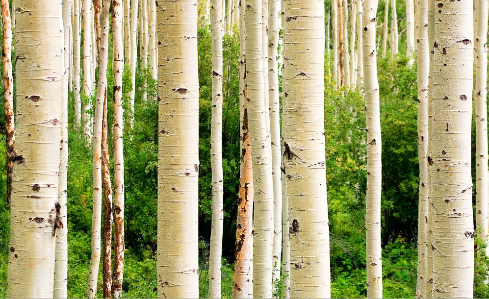 MF023 Wall décor art photographic on canvas nature forest tree trunks